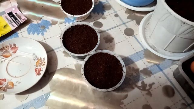 Посадка эустомы, имбиря, лук на перо. смотреть онлайн