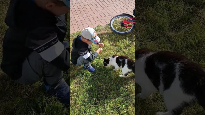 Кормление кота. Съел всё!