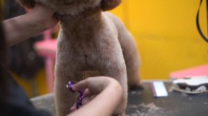 Step by step Dog Grooming - How to groom a Poodle - Dog Grooming for beginners