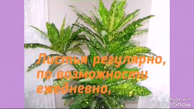 Кротон секрет успеха смотреть онлайн