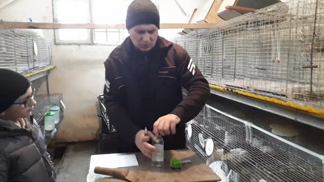 Кролики от А До Я Часть 2 Как Правильно Ставить Уколы смотреть онлайн