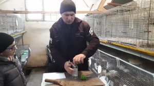 Кролики от А До Я Часть 2 Как Правильно Ставить Уколы
