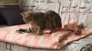 Любители мятных конфеток