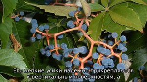 Девичий виноград