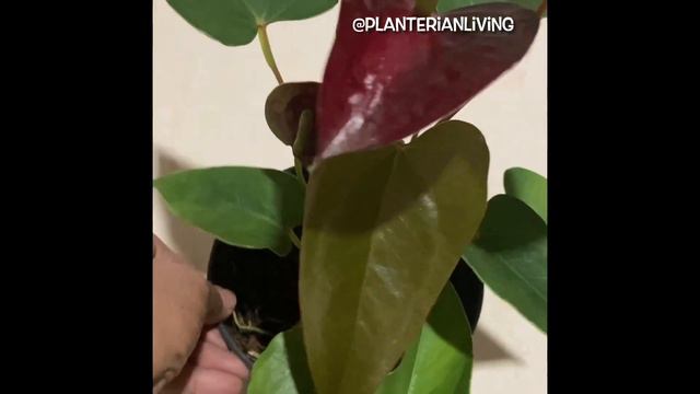 Baby anthurium blooms and shades@Planterian Living смотреть онлайн