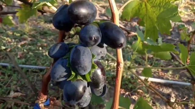 Новая форма черного цвета 22 сентября 2023. Виноградник Щереденкова В. А.