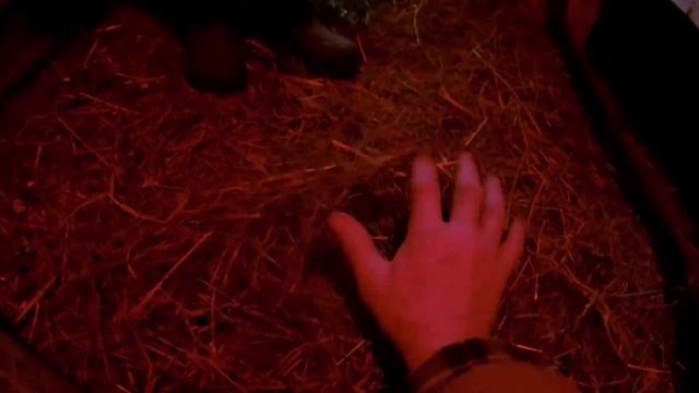 Куры в зимнее время смотреть онлайн