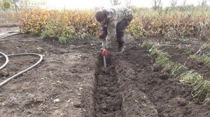 Как прикопать розы до весны! Частный питомник Тимофей.