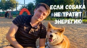 Если собака не тратит энергию - к чему это приведёт?