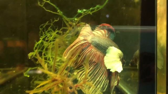 SOLD OUT Lavender Butterfly Dumbo / Big Ear Halfmoon Male @ Züri-Betta available! смотреть онлайн