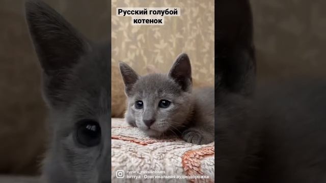 Русская голубая кошка