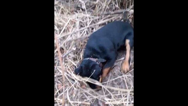 Охота на норок ))) с собаками. смотреть онлайн