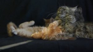 Котята мейн-кун крупные симпампулечки помета С -  8 недель/питомник ЛИРИКУМ