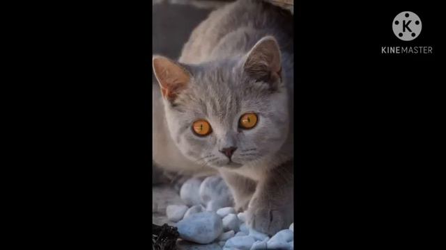 Великие нарезки котиков!!! смотреть онлайн