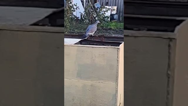 Наш Жорик прилетел🤗