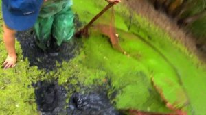 Затянуло в БОЛОТО с Крокодилом. Ловля Вьюна!!!