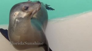 ??? Работаю за еду! Смешные морские львы попрошайки  - FloridaSunshine