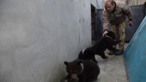 РЕКОРД  В  ТАЙГАНЕ  !!! РОДИЛОСЬ ТРИ МЕДВЕЖОНКА .Крым