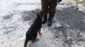 Вольер для овчарки почти готов.