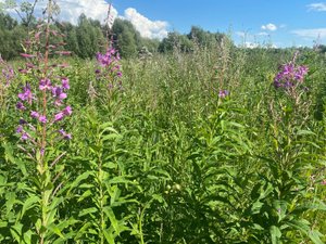Самый простой способ ферментирования иван-чая. Теперь делаю только так! Получается ароматный !
