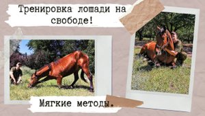 Обучение лошади на свободе  Horse training НХ