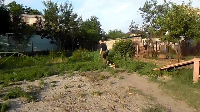 Дрессировка собак: чихуахуа Ася готовится сдавать ОКД смотреть онлайн