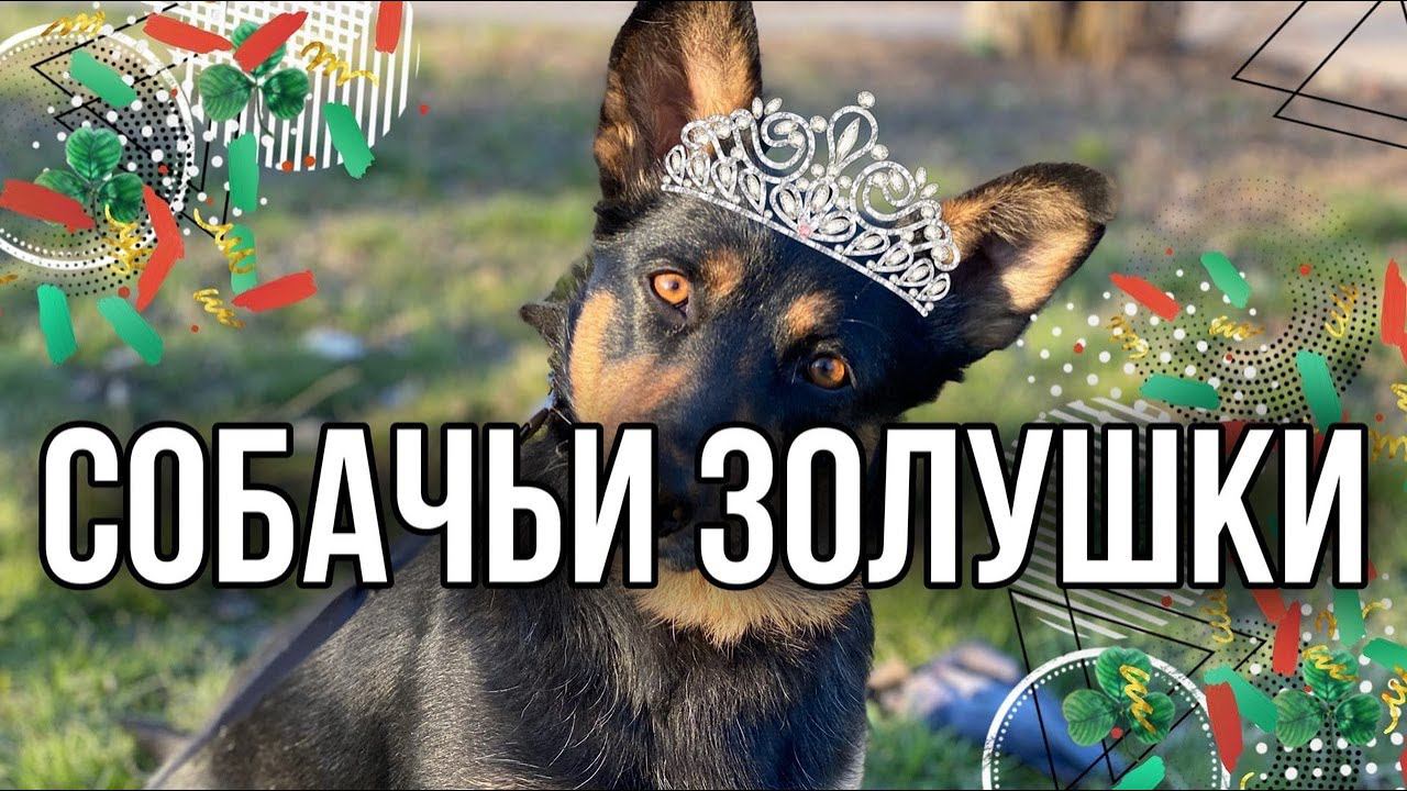 Собачьи Золушки Лада и Соня