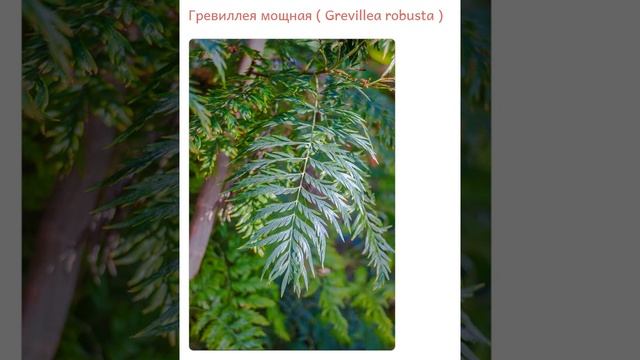 Гревиллея мощная ( Grevillea robusta )