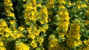 Садовые цветы. Цветники своими руками.