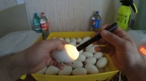 ЭКСПЕРИМЕНТ//Мыть или не мыть гусиное яйцо//Инкубация от начала до конца