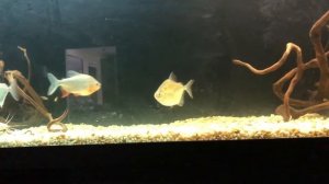 Купил живой корм (мальки цихлид). Новые красные паку и спасение астронотуса.