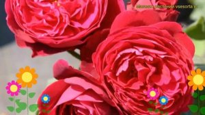 Роза кустовая бисэнтэнер дэ гийо. Краткий обзор, описание характеристик Bicentenaire de Guillot