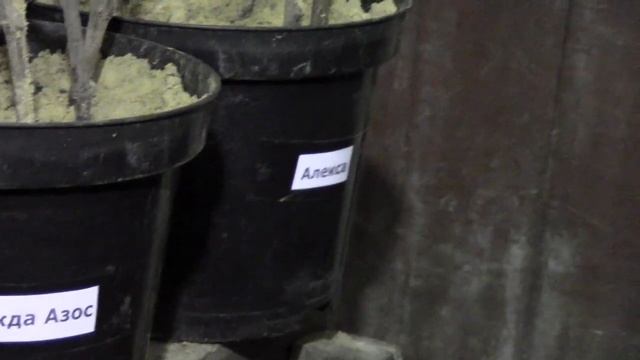 @Сорта винограда на Полтавщине. Часть 4 смотреть онлайн