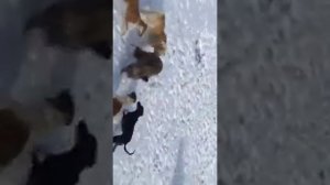 Алабай против Кабана