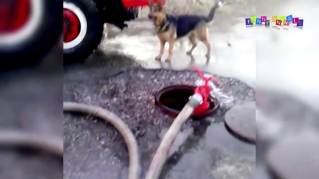 Пожарная собака. смотреть онлайн