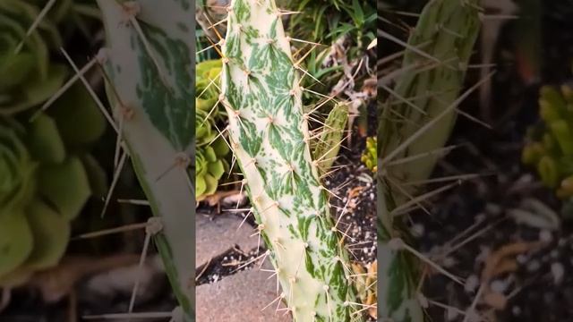 Beautiful Variegated Succulent with Creamy Skin / Opuntia Monacantha Variegata