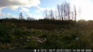 Pair of Buzzards on the trail camera River Clyde 22/1/21