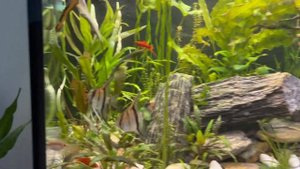 Скалярия манакапуру и скалярия обыкновенная в моем аквариуме 480л.