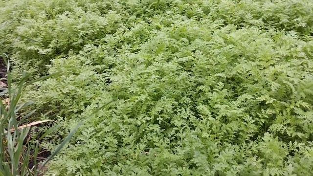 123||75||2023_вторая часть дня_на даче_кошка домой) смотреть онлайн