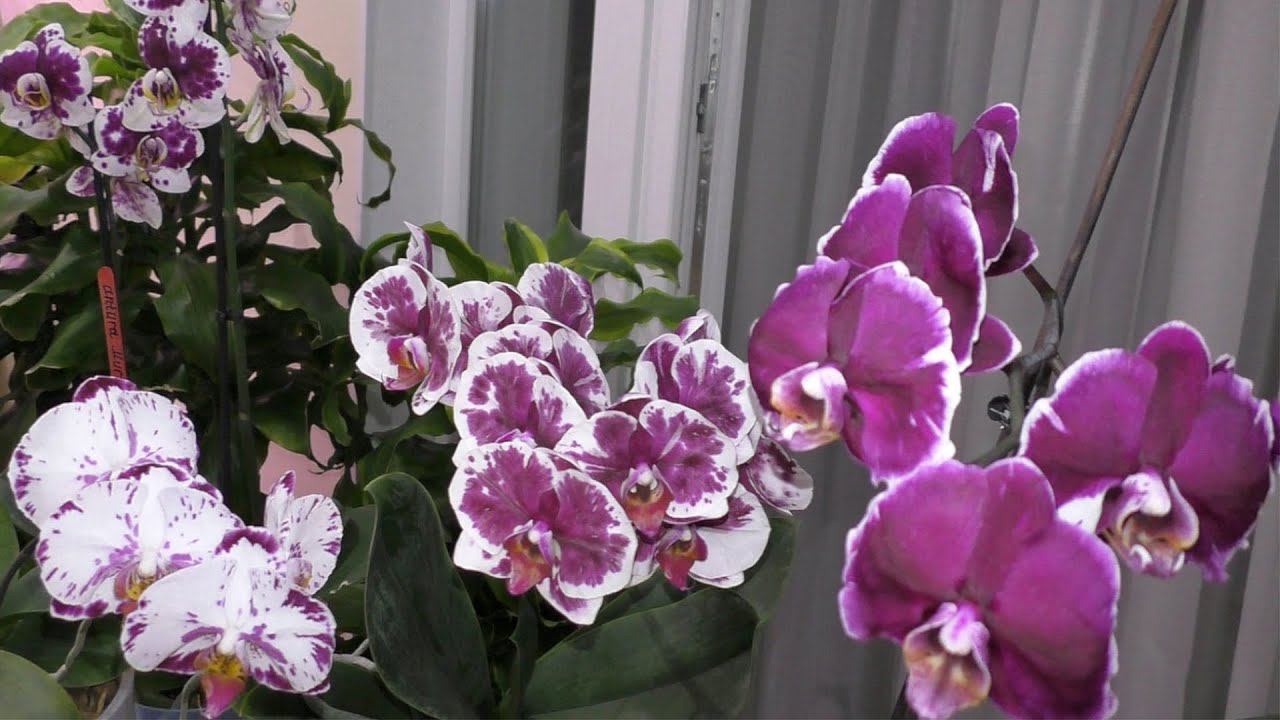 Орхидеи ПЕСТРУХИ!