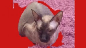 моя первая анимация!!