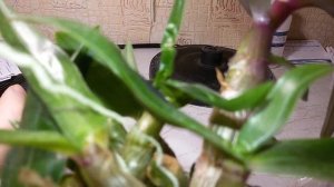 Нематоды у Орхидей:СПОСОБЫ БОРЬБЫ