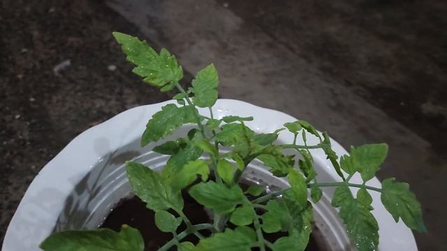 Tomato yellow leaf curl virus (TYLCV) or Tobacco mosaic virus (TMV)? смотреть онлайн