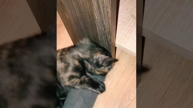 Kitty ?