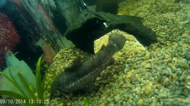 Water world # 0 / подводная съёмка на камеру SJ4000 (китайская gopro) смотреть онлайн