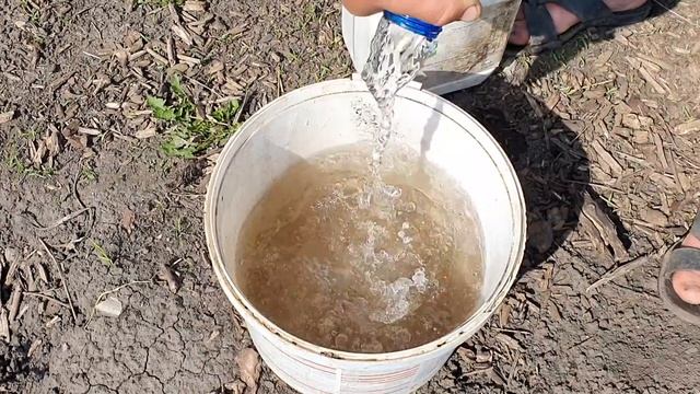 Подкисление голубики органическими кислотами. смотреть онлайн