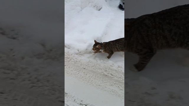 ЛЮБИМОЕ УВЕЛИЧЕНИЕ КОТЁНКА СТЁПЫ смотреть онлайн