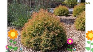 Туя западная Файр Чиф. Краткий обзор, описание характеристик thuja occidentalis Fire Chief
