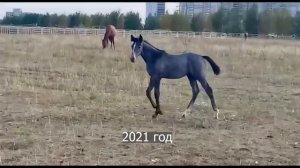 Продажа: Англо-арабская кобылка 2021г.р. ЦЕНА по тел +79883400208 WhatsApp Telegram 4k Video HD