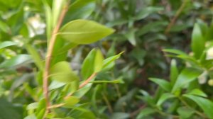 הדס מצוי עם פרחים ועלים ירוקים آس Myrtus  communis with flowers